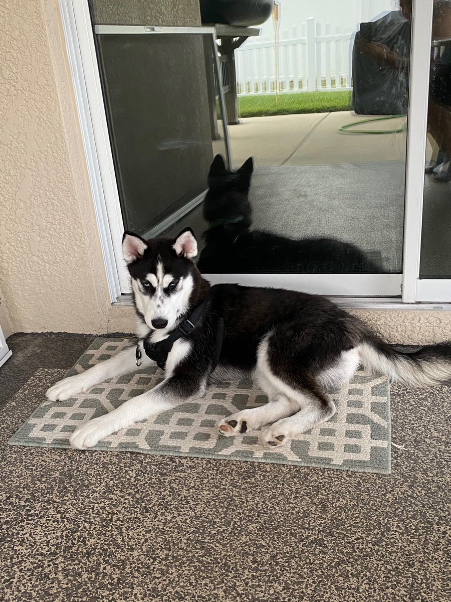 SuperMomHeroics's tweet photo. Diesel is king of the house. ♥️🥰 https://t.co/0EGKwzyVjl