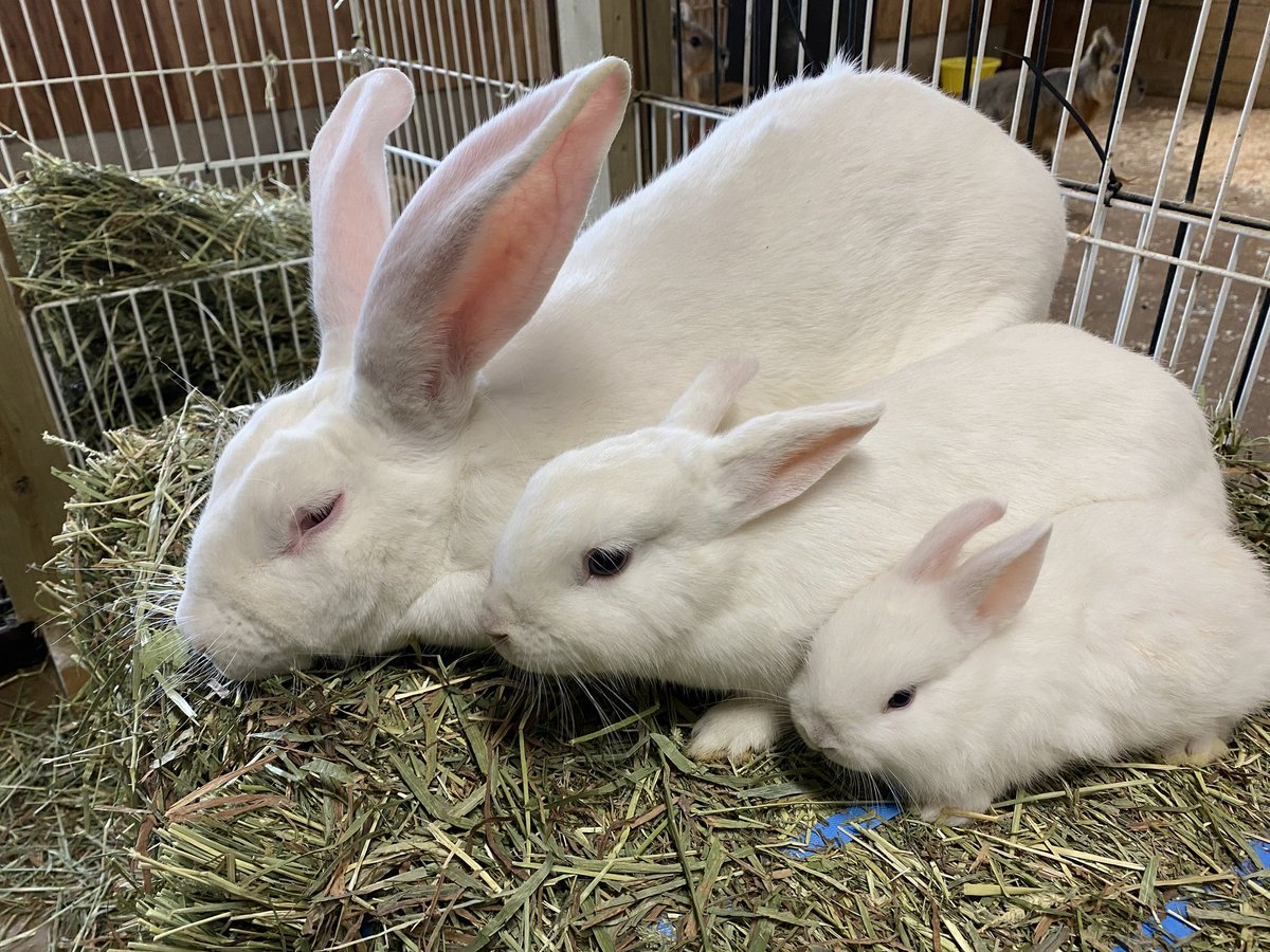 日本白色種秋田改良種 Twitter પર હ શટ ગ