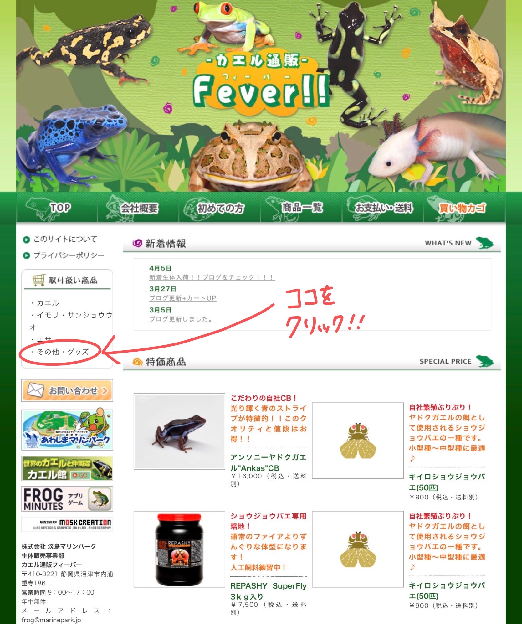 しまたろう あわしまマリンパーク公式 あわしま通販情報 4 25 本日 ショップしまたろう 通販に取扱商品が10点追加されました カエルグッズとラブライブ サンシャイン でお馴染みのぬいぐるみ達になります ラテックスカエルは通販特別価格です