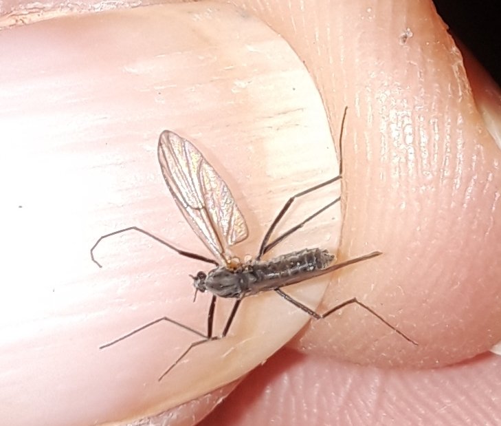 WildEcology's tweet photo. So I need some help- what is this one? In Calgary, Alberta. @MosquitoLab
#BugsInYourBackyard #CityNatureChallenge https://t.co/deaShrtWLz