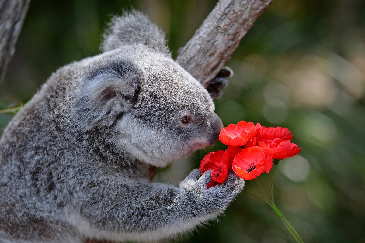TerriIrwin's tweet photo. Lest we forget.
#AnzacDay https://t.co/ynLzcZYrgV