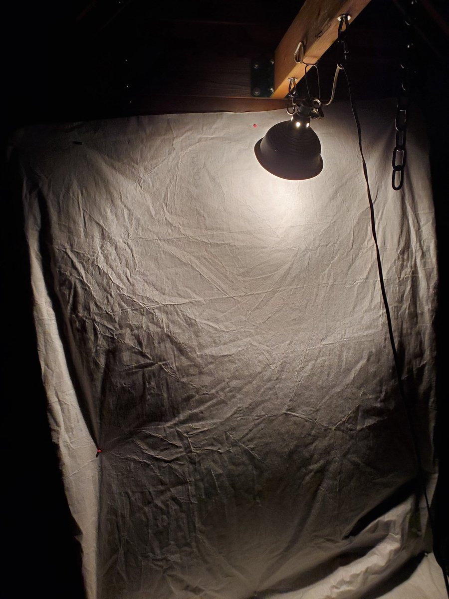 ecogeek0's tweet photo. Tonight's the night! It's a fine time to catch some bugs! #bugsinyourbackyard #BugsOutsideYourDoor https://t.co/emf9zn35d3
