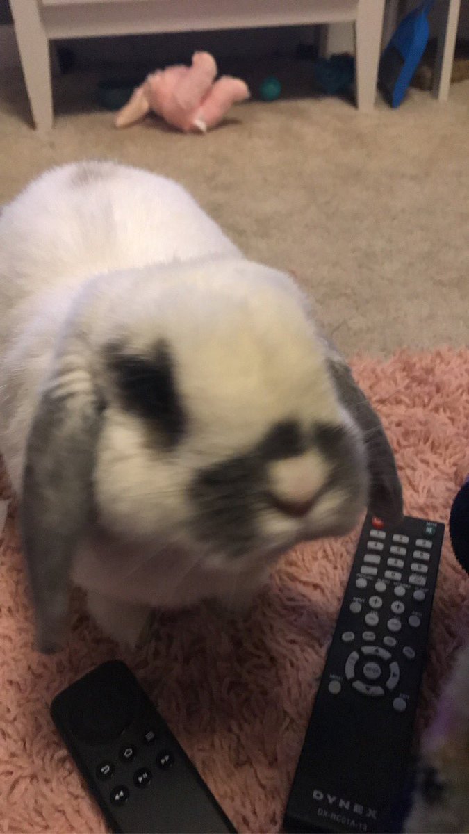 delaneythomps16's tweet photo. this is my lil buddy 🐰💜 https://t.co/3sjRZyKioc