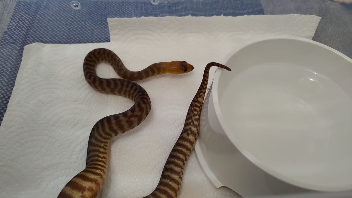 姉コンの河豚 蛇類 爬蟲類 爬寵 寵物蛇 Snake 窩瑪蟒 沃瑪蟒 Woma蟒 盾蟒 Womapython Woma Python Aspidites Aspiditesramsayi ウォマ 爬虫類好きの人と繋がりたい