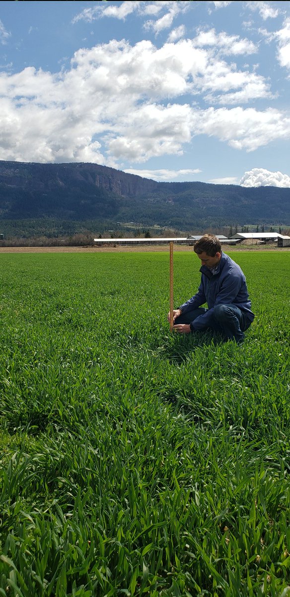 Dairycrop's tweet photo. Our new winter cereals looking good in BC interior #milkmaker #BCmilk #BCforage https://t.co/IkfUHhpQ7T