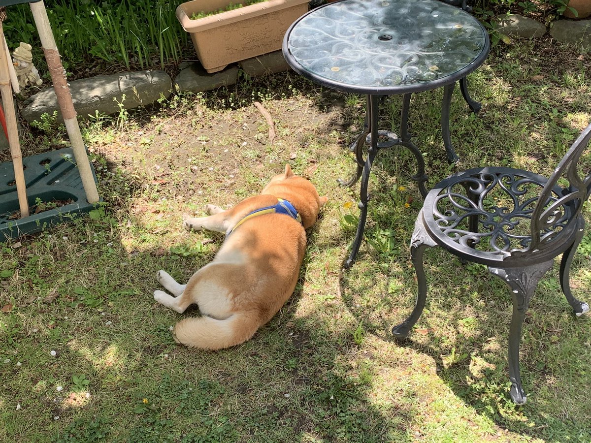 柴犬 桃太郎 7 Wfx Twitter