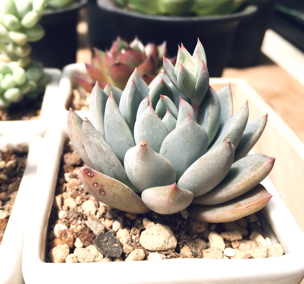 グチャ Tos 多肉植物 05 5 7月影と花月夜を除いて水遣り ブルーバードに花芽が出始めた 虹の葉挿しはだいぶイカになってきた 今更だけど土を間違えた気がする 水捌けがメチャクチャ悪い