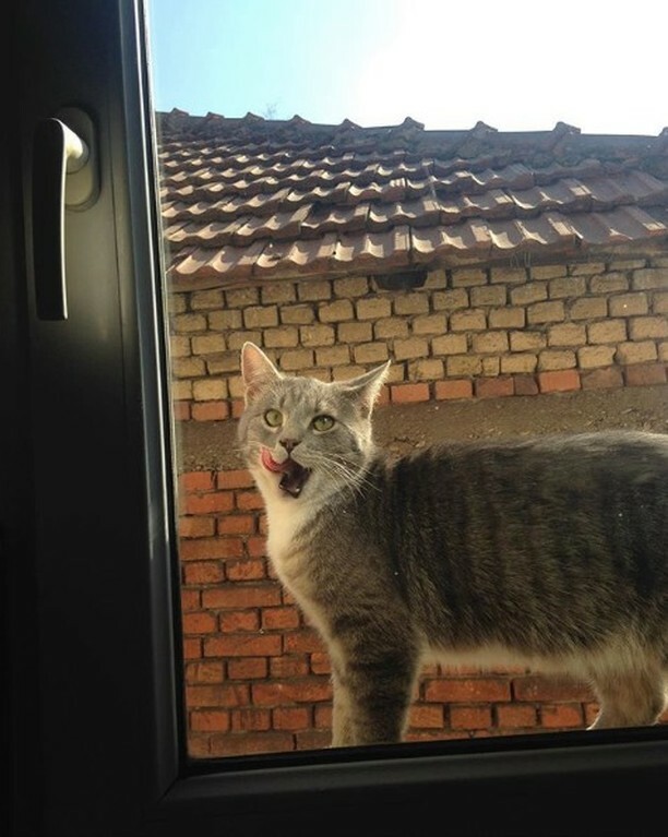 KitNipBox's tweet photo. Who wouldn't love to see this cutie outside their window?! #OhHelloThere 💕 #KitNipBox [via Instagram | @grrudva] .
.
. https://t.co/16oy187wUR https://t.co/nkLhwMzEkq