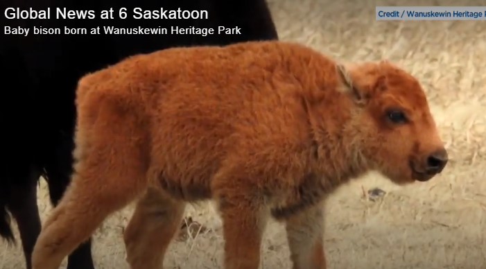 Bison Life tweet media