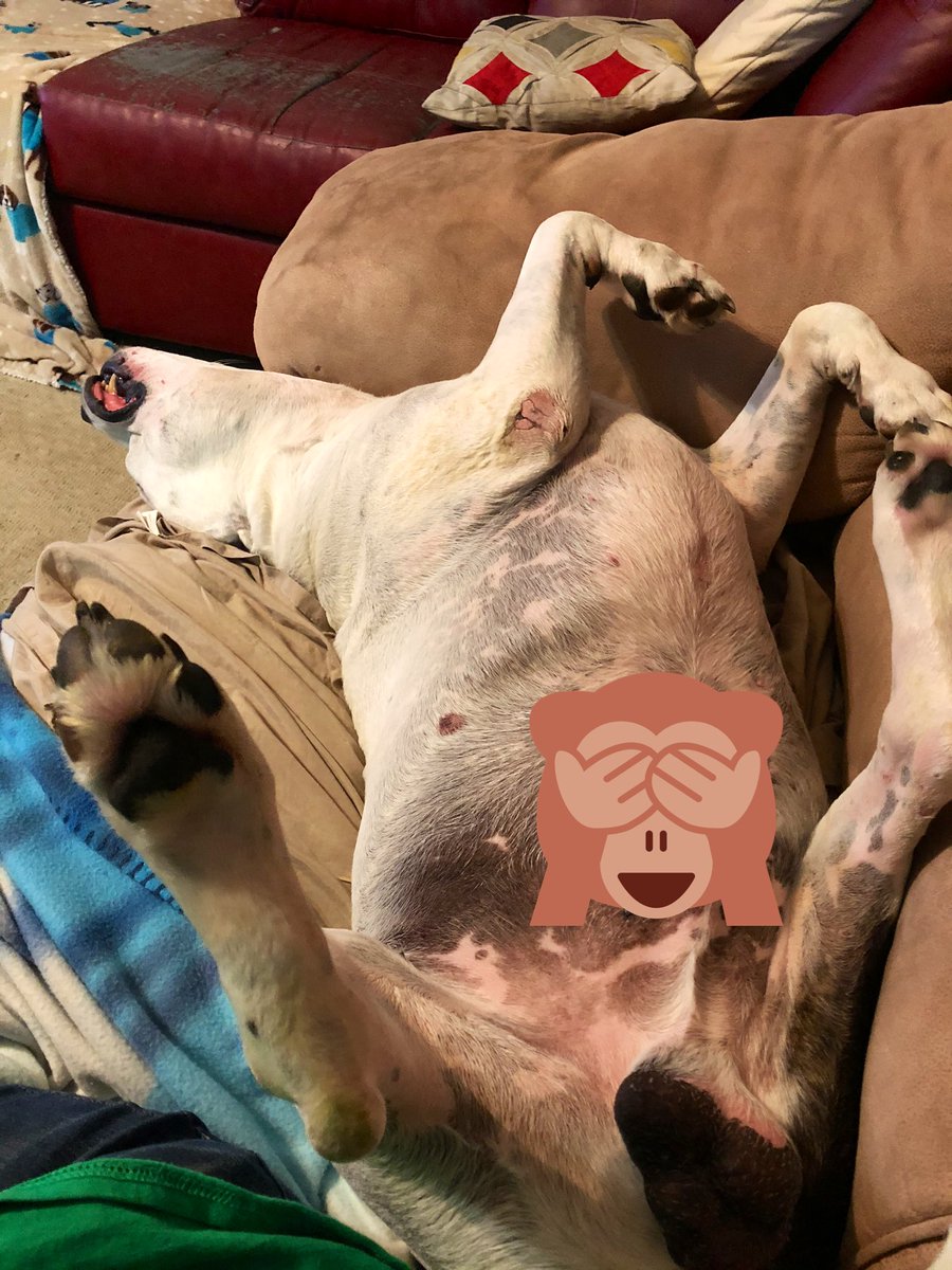 AlvisAlvis01's tweet photo. My not so vicious nephew. Love this guy! https://t.co/AGtUsUUqAG