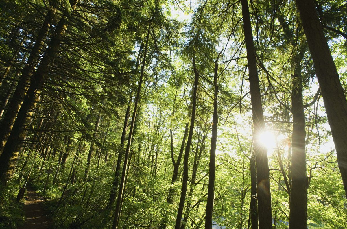 mandyburnette's tweet photo. Thx WestRock Foundation partner @ArborDay for helping us safely celebrate #ArborDayatHome. We have a proud legacy in sustainable forestry &amp; agree that even with social distancing the spirit of #ArborDay is strong. Check out their ideas for celebrating: https://t.co/BiOpCGjUAL https://t.co/3wfgLc0D16