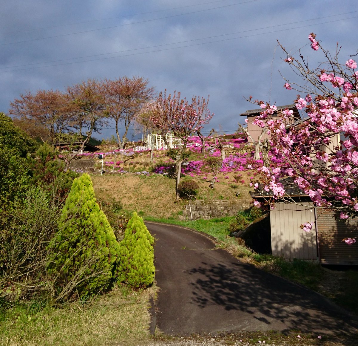 Kawakamiya_Gifu's tweet photo. 中の人のご近所様の芝桜です。ご主人が丁寧に育てた芝桜は斜面一面が鮮やかに彩られ見ごたえ十分です。最近暗い話題が多い中、ひと時の癒しスポットです。
※個人宅ですので公開はしていません。　＃芝桜　＃春 https://t.co/Iq8lWvlb2V