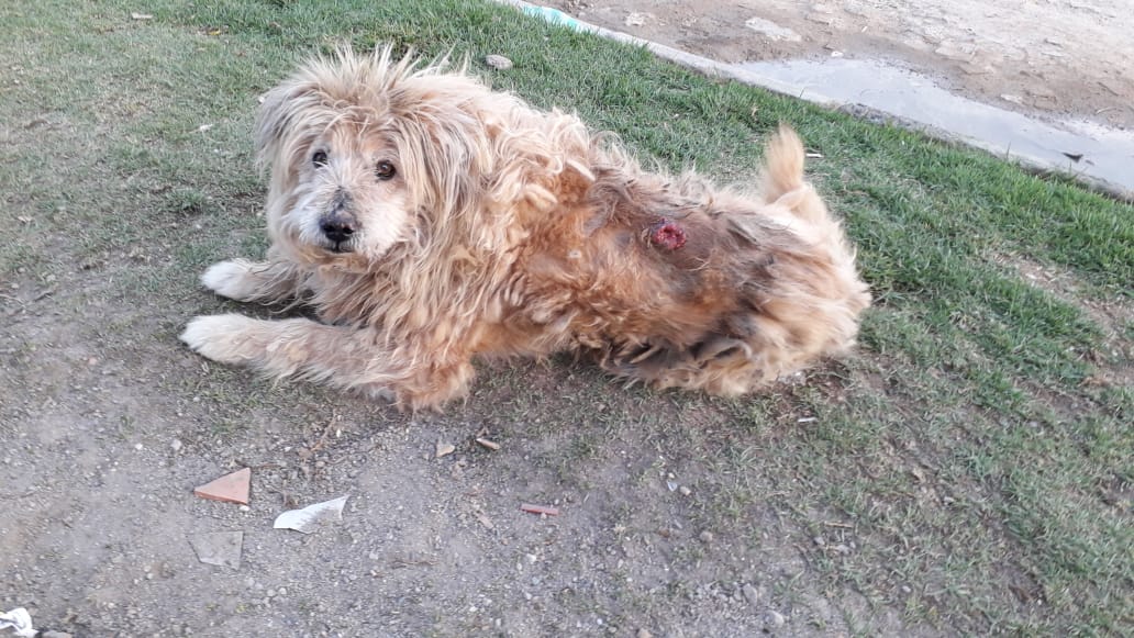 grand_lili's tweet photo. PERRITO
CON TUMOR EN LA ESPALDA
10 AÑOS
SOACHA MERCURIO
Diagonal 30 L 
Trasversal 7 C
Esquina
Permanece en el sitio
Voluntaria
María Eugenia Fandiño
3174321979
Abril 24/2020
Necesita HOGAR definitivo 
Para sus últimos dias https://t.co/24V8rD1Jxf