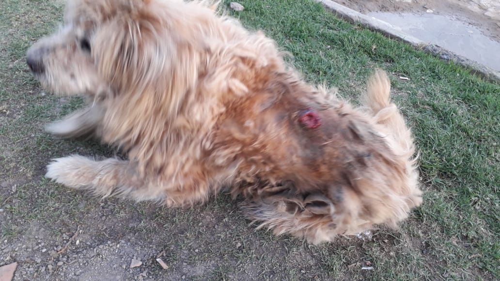 grand_lili's tweet photo. PERRITO
CON TUMOR EN LA ESPALDA
10 AÑOS
SOACHA MERCURIO
Diagonal 30 L 
Trasversal 7 C
Esquina
Permanece en el sitio
Voluntaria
María Eugenia Fandiño
3174321979
Abril 24/2020
Necesita HOGAR definitivo 
Para sus últimos dias https://t.co/24V8rD1Jxf