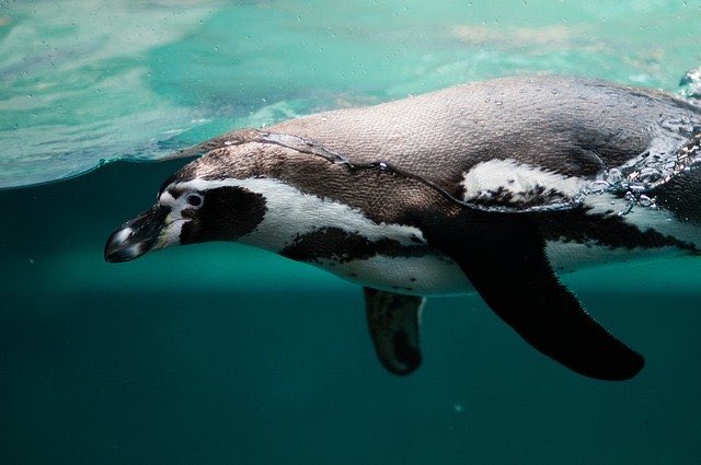 ট ইট র 上馬キリスト教会 世界ペンギンの日 大航海時代 キリスト教徒は金曜日に肉を食べてはいけませんでした しかし肉が食べ たい船乗りたちは ペンギンは魚だ と言い張って食べていたそう 日本でも獣の肉を食べることが禁じられていた時代に うさぎは