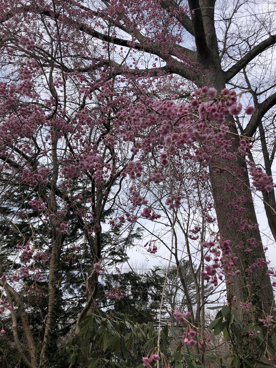 Today is Arbor Day and we are so thankful for the trees in Dedham that provide us shade, oxygen, life for Mother Nature and beauty for our eyes and souls. This quarantine make planting a tree a goal! <a href="/DedhamTrails/">Dedham Trails</a> <a href="/DedhamThrives/">Town of Dedham</a> <a href="/arborday/">Arbor Day Foundation</a>