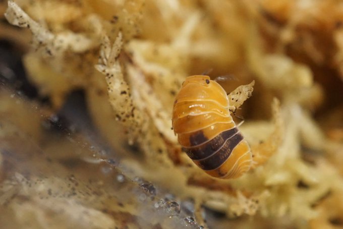 Yuya さん の人気ツイート 4 Whotwi グラフィカルtwitter分析