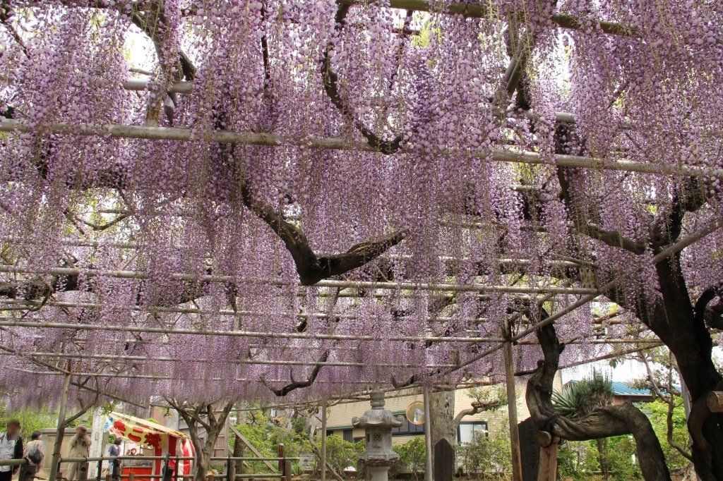 برچسب 高圓寺 در توییتر برچسب 高圓寺 در توییتر