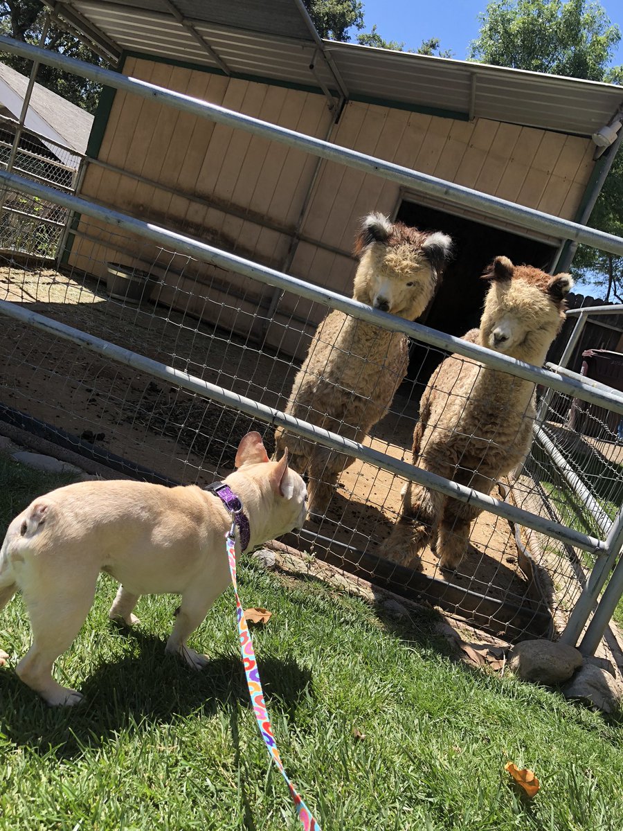 doublesamfarms's tweet photo. Autumn and Willow chatting with  Huggs the Frenchie.  #alpaca #frenchbulldog #frenchie #alpacas #animals #deepconversation https://t.co/0P6c6gnewl