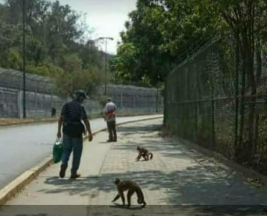 Emycas71's tweet photo. Aja conseguí la foto ... Acá los monitos del parque zoológico de Caricuao salieron en busca de comida. Yo los amo pero mucha gente les hace daño. @carelou19 @ivonne6800 ayudenme a difundir hay que hacer algo. En estos dias una amiga consiguió frutas y les llevó pero ajá!!!😢 https://t.co/mGZbxfpXan