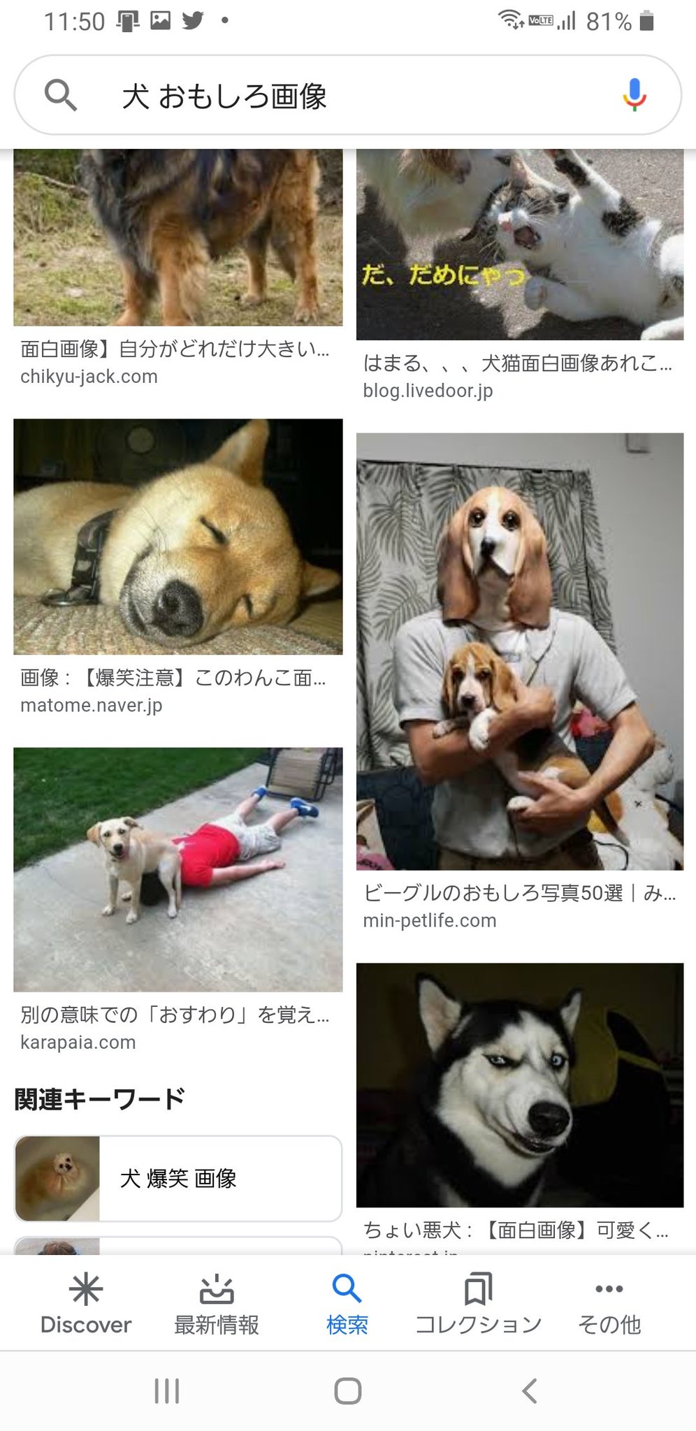 Hotaeru Zeyo 暇潰しにビーグルおもしろ画像って検索したら一番最初に自分が出てきてワロタ 犬おもしろ画像にもおったしw ビーグル可愛い