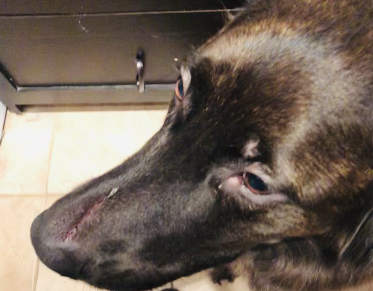 jefftiz's tweet photo. When it comes to #perfectsaturdays sometimes despite best intentions, not all Saturdays are perfect. That said, had our dog channelled some of the #newwestgoesviral positive karma Harry would not have felt the need to leave a claw is his nose!  Poor guy... https://t.co/qlkCw8PY1Q