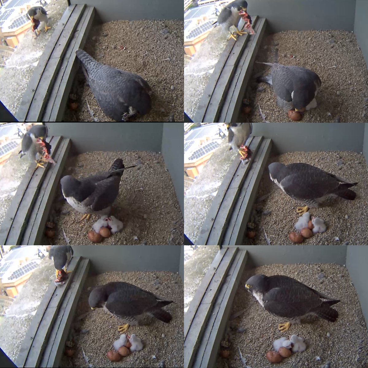 hels1968's tweet photo. Food came at 09:38 but wasn’t shared and then taken away. Good to see the two chicks  though and one egg cracking? @wokingperegrine @wokingcouncil https://t.co/1zkObBhkSW
