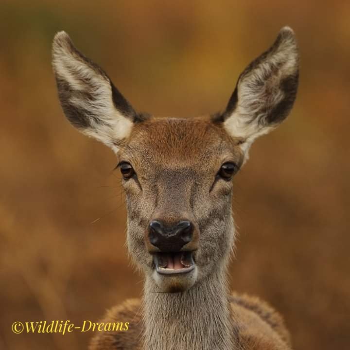 It's so peaceful..
Keep Safe ❤️
Wildlife Phil
@Animal_Watch @Team4Nature @ParkTweets @CanonUKandIE @bestofwildlife @practphoto @OutdoorPhotoMag @30DaysWild @123WILDLIFE @arkwildlife @Naturebooks2 @SeansWildlife @ClickOnNature @deersociety @DeerSocietyTV #wildlifedreams #wildlife