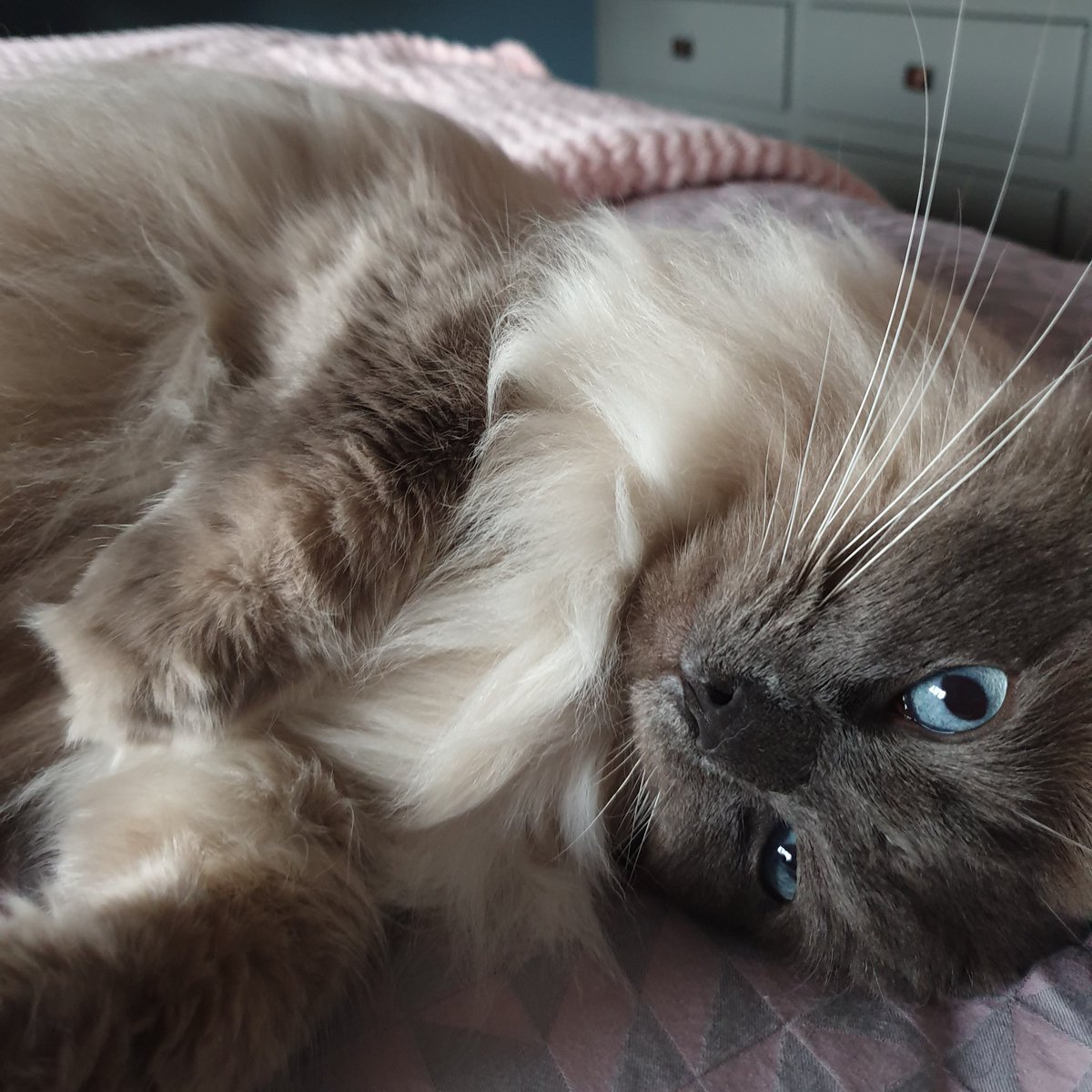 #Caturday