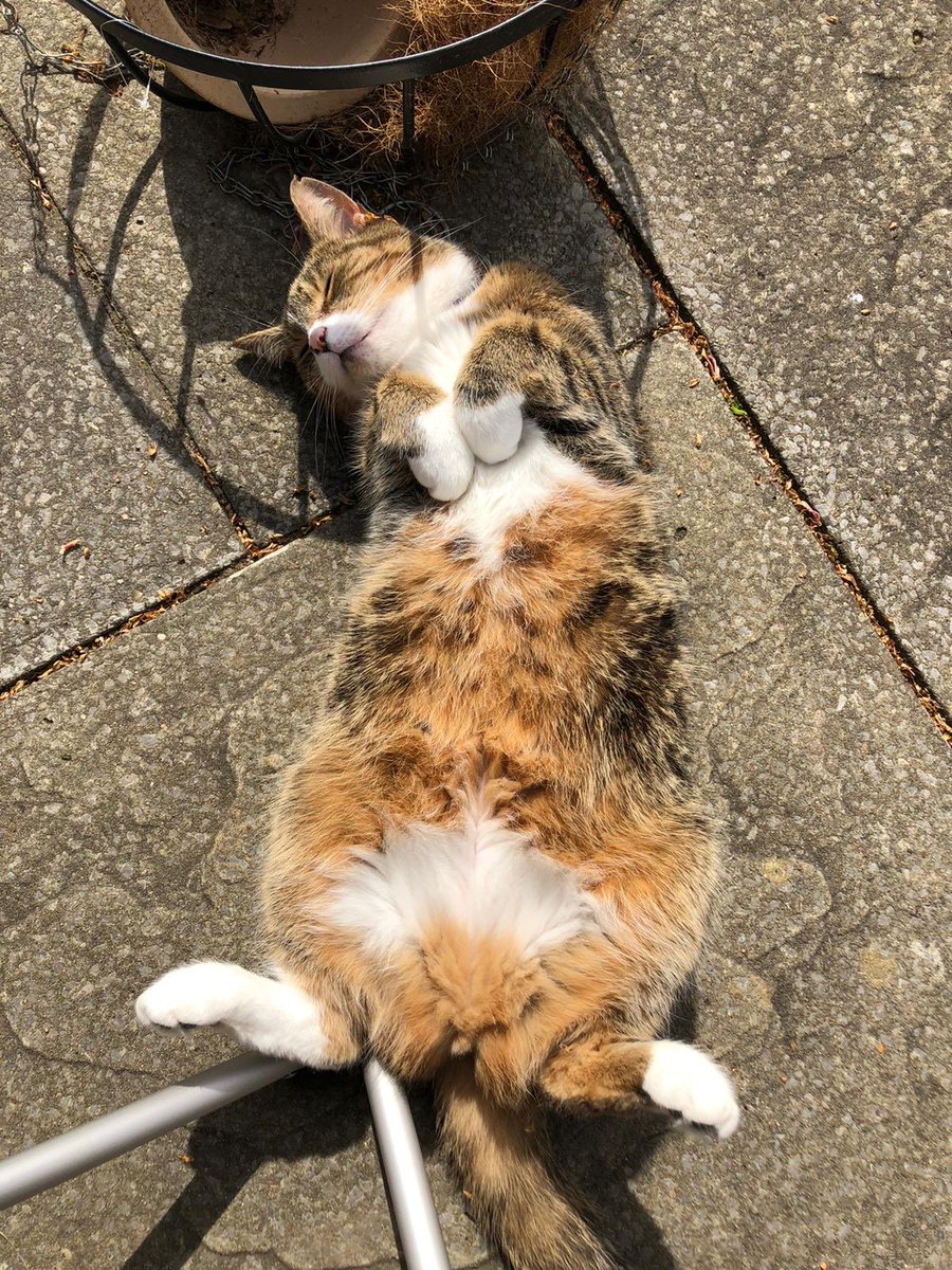 AggyThe's tweet photo. Lovin’ #lockdown life (excuse my floof!) #tabby #AdoptDontShop #floof #CatsOfTwitter #Caturday https://t.co/3zcJTJAGCt