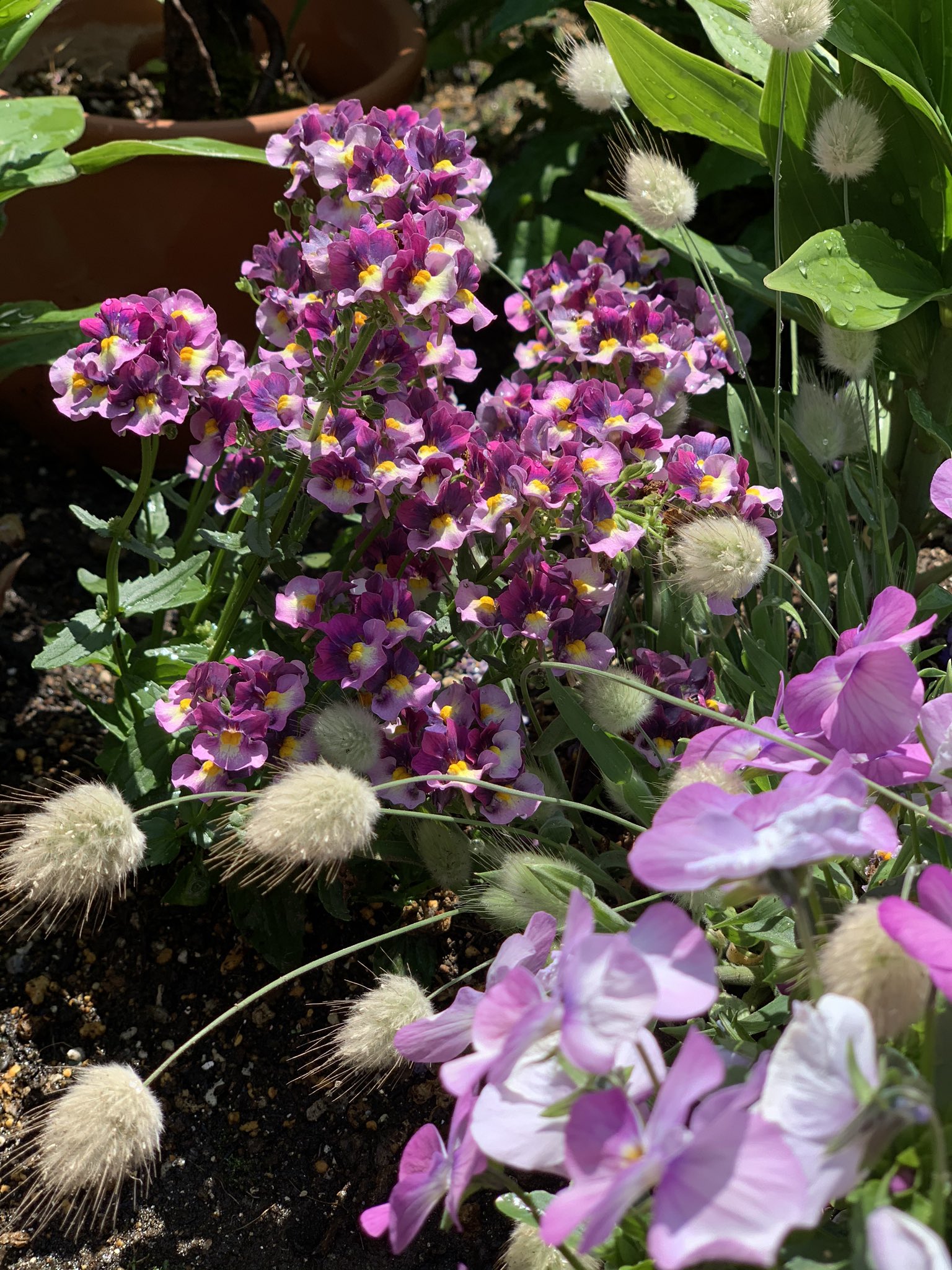 ひろこちゃ ん ネメシア ラグラスバニーテール ビオラ 今朝の花壇 風ひどいからポピーもうダメかも T T T Co Lf5dqjpwuf Twitter