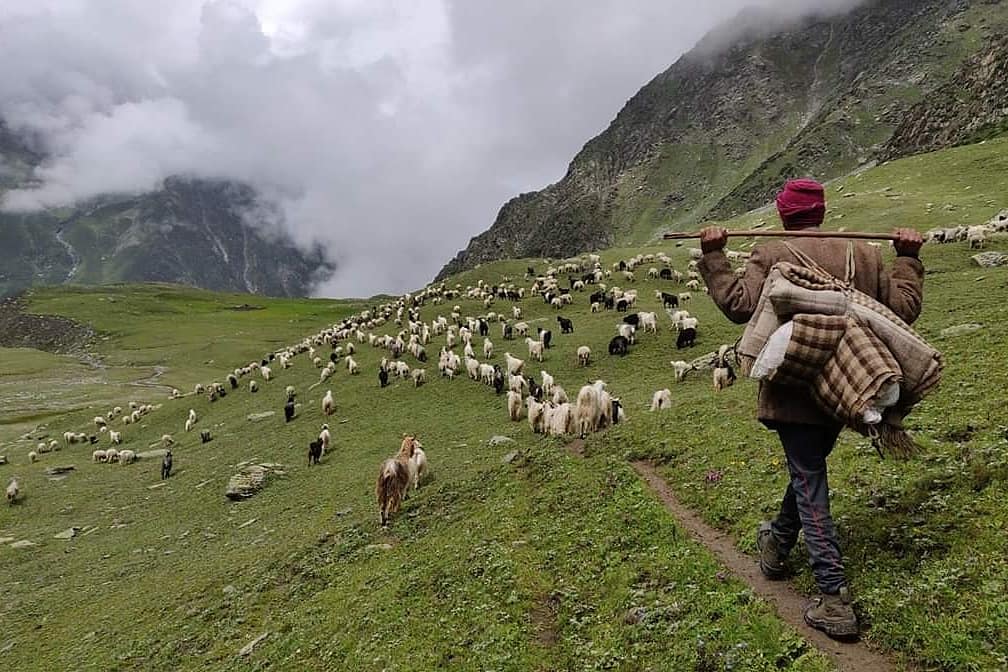 shepherdsofhim's tweet photo. Freedom of Movement: Necessity for Pastoralist communities.

Read the brief note on challenges faced due to lockdown during #Covid_19 pandemic and their mitigation measures for the #Pastoralist communities of Indian #himalayas

https://t.co/zr6yg7itIC

#ShepherdsofHimalayas https://t.co/gKat9mgGGM