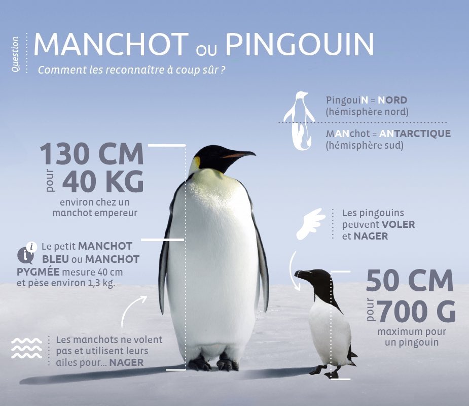 Le mot pingouin traduit en anglais.