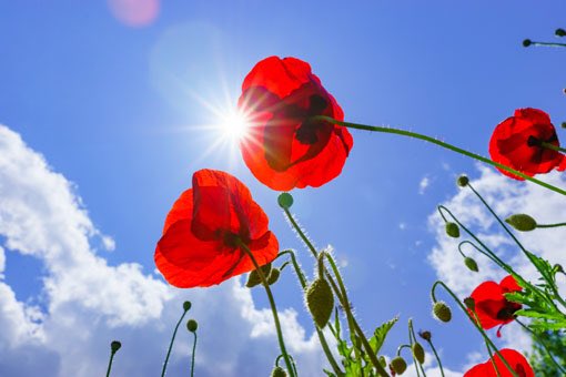 AlessandraAbbr6's tweet photo. “Che bel fior!” #25aprile , #liberazione https://t.co/jsoN70ECaT
