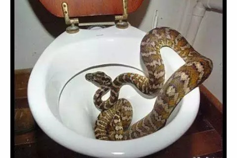 Do you have a Water System Toilet: please Do this to prevent Snakes  from slithering into your Toilet.Snakes are the Most sleeky reptiles I have ever seen,they virtually can pass through unexpected spaces, because of their flexible nature. The sight of snakes bring fear to...