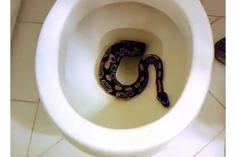 Do you have a Water System Toilet: please Do this to prevent Snakes  from slithering into your Toilet.Snakes are the Most sleeky reptiles I have ever seen,they virtually can pass through unexpected spaces, because of their flexible nature. The sight of snakes bring fear to...