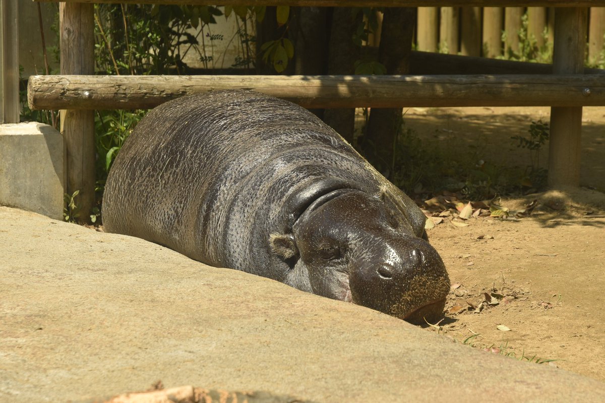 いしかわ動物園 公式 على تويتر よく晴れた日のコビトカバ夫妻は きらきらと輝いていました いしかわ動物園 コビトカバ ヒカル ノゾミ きらきら輝く秘密は 皮膚を守るための分泌物 触るとねばねば いしzooリクエスト リクエストにお応えして いしかわ動物園 公式 على تويتر よく晴れた日のコビトカバ夫妻は きらきらと輝いていました いしかわ動物園 コビトカバ ヒカル ノゾミ きらきら輝く秘密は 皮膚を守るための分泌物 触るとねばねば いしzooリクエスト リクエストにお応えして