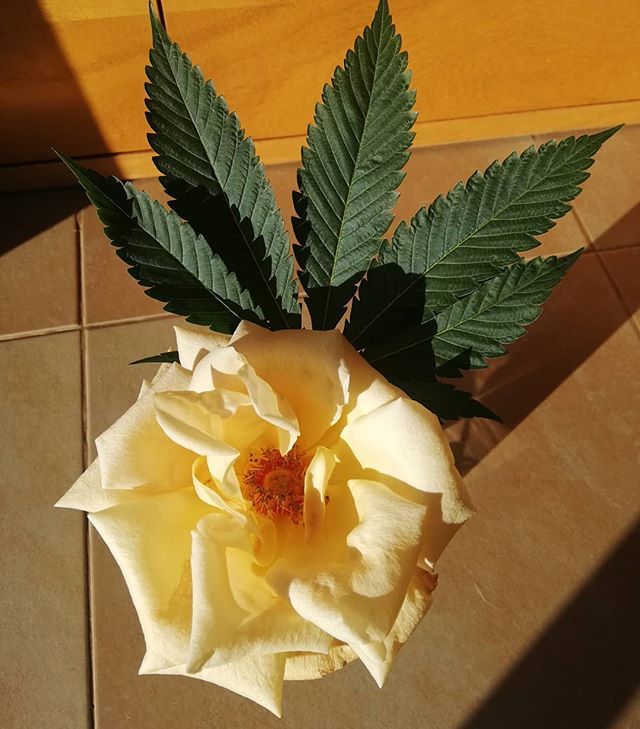 barnabistours's tweet photo. #flower #leaf #rose #rosa #cannabis #nature #greenleaf #colourful #green #greenthumb #weed #beautiful | Cannabis Barcelona https://t.co/L2nHFE7obS https://t.co/ZofXttYTN7