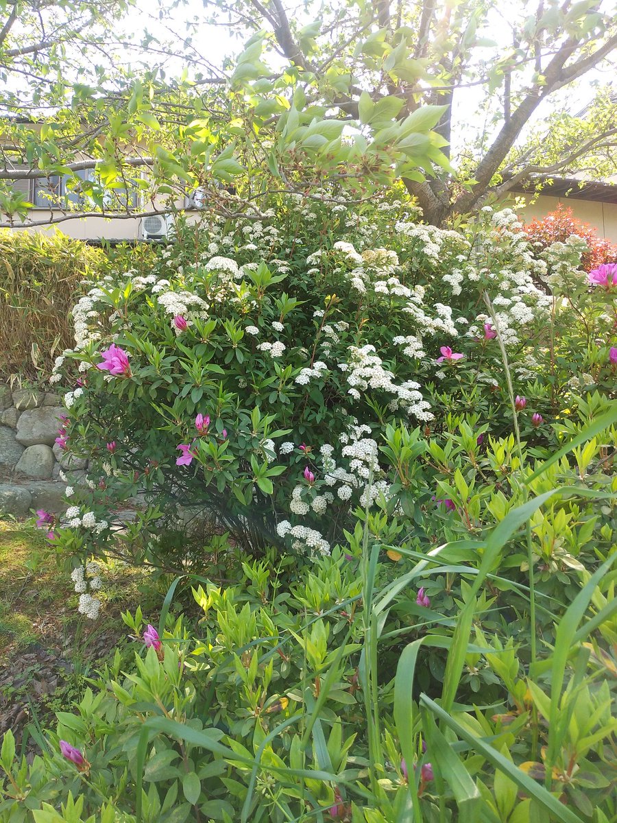 Kaz 博多の柴犬 那珂川河畔の小手毬 コデマリ が今や満開です 最近 T Hさんのブログでこの花が小手毬と知りました