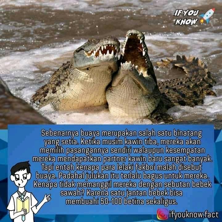 Wd_alfardh's tweet image. Panjang umur buat cewek yang bilang cowok buaya