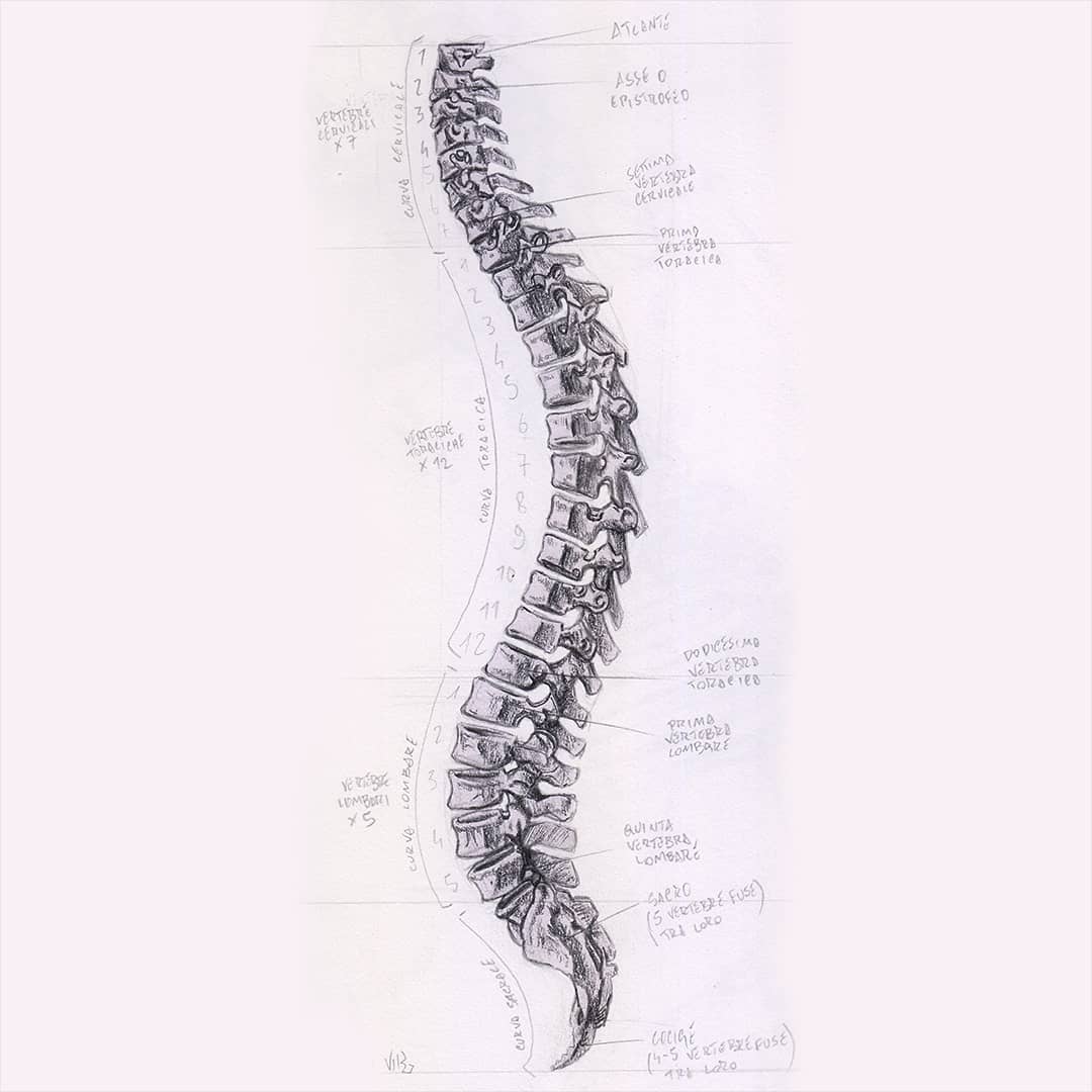 CurciVittorio's tweet photo. Scoliosi.
#colonnavertebrale
Visione laterale.
.
.
.
#viknose #spine #spinadorsale #vertebralcolumn #anatomy #bones #skeleton #timelapse #studying #pencil #anatomybook #art #artsy #book #learntodraw #illust #artwork #pencil #instaart #study #draw #illustration #drawing #draw https://t.co/ThFvgAyl1A
