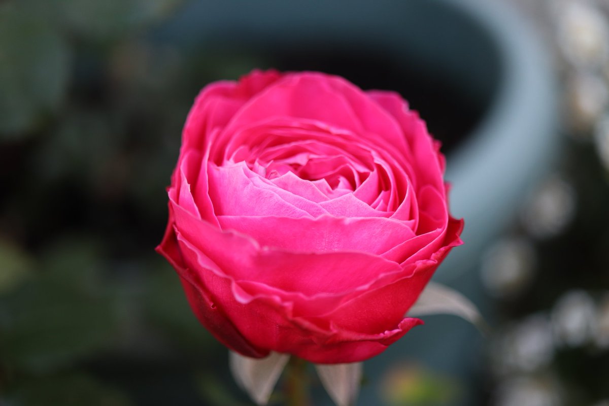 ট ইট র サクラ バラ2 ゆうぜん 和バラで十二単を連想させるバラ 赤い蕾が開くと少し色が褪めて中心がピンクに 独特の花形です ガーデニング Fgローズ ゆうぜん