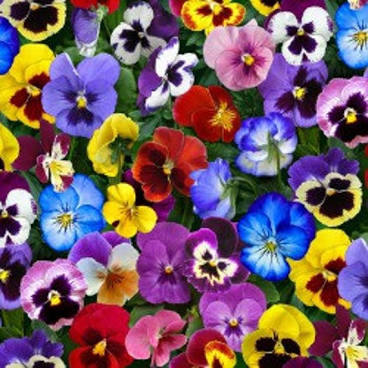 CountyLineACE's tweet image. Spring is in the air!!!...We just got a large selection of flowers in! Plus, more grills at 10% off this weekend ...County Line Ace Hardware, 8904 S. Meridian St., Indy, IN #AprilShowersMayFlower #TheHelpfulPlace Thx for supporting local businesses - retweet &amp;amp; follow us!