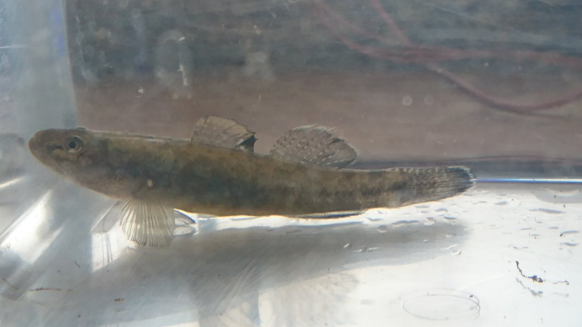 フルド בטוויטר ようやく今年初釣果 雷魚の幼魚か とテンション上がったがよく見たら淡水ハゼだった ヨシノボリなのかウキゴリなのかジュズカケハゼなのかはわからん フルド בטוויטר ようやく今年初釣果 雷魚の幼魚か とテンション上がったがよく見たら淡水ハゼだった ヨシノボリなのかウキゴリなのかジュズカケハゼなのかはわからん