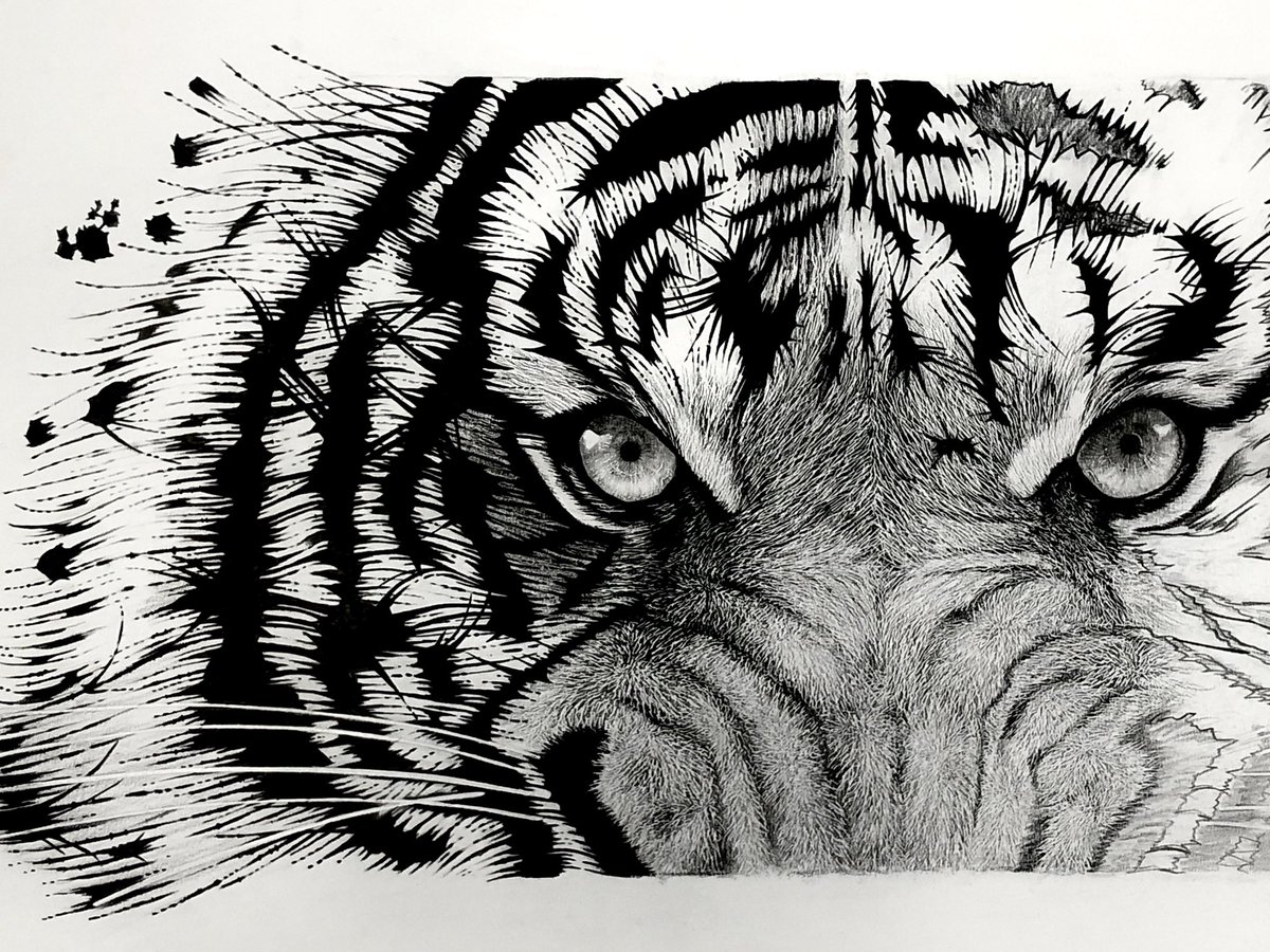 虎鉛筆画✏️A2サイズ(横長) いやあ、顔中心はリアルに、顔の外回り