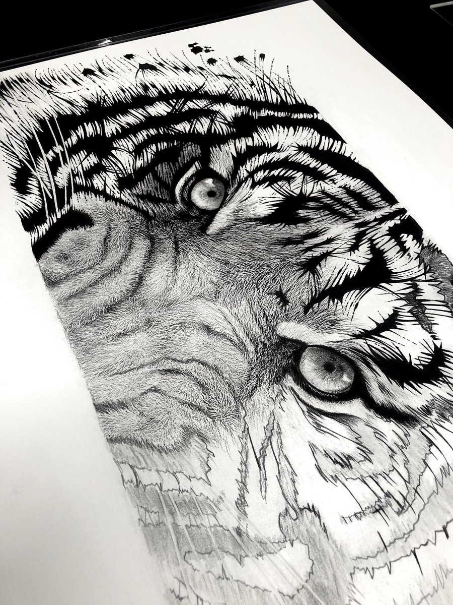 虎鉛筆画✏️A2サイズ(横長) いやあ、顔中心はリアルに、顔の外回り