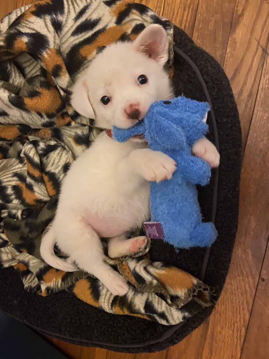 emxxnicole's tweet photo. Twitter, meet my son Ripper🖤 https://t.co/yN59EUdWjn