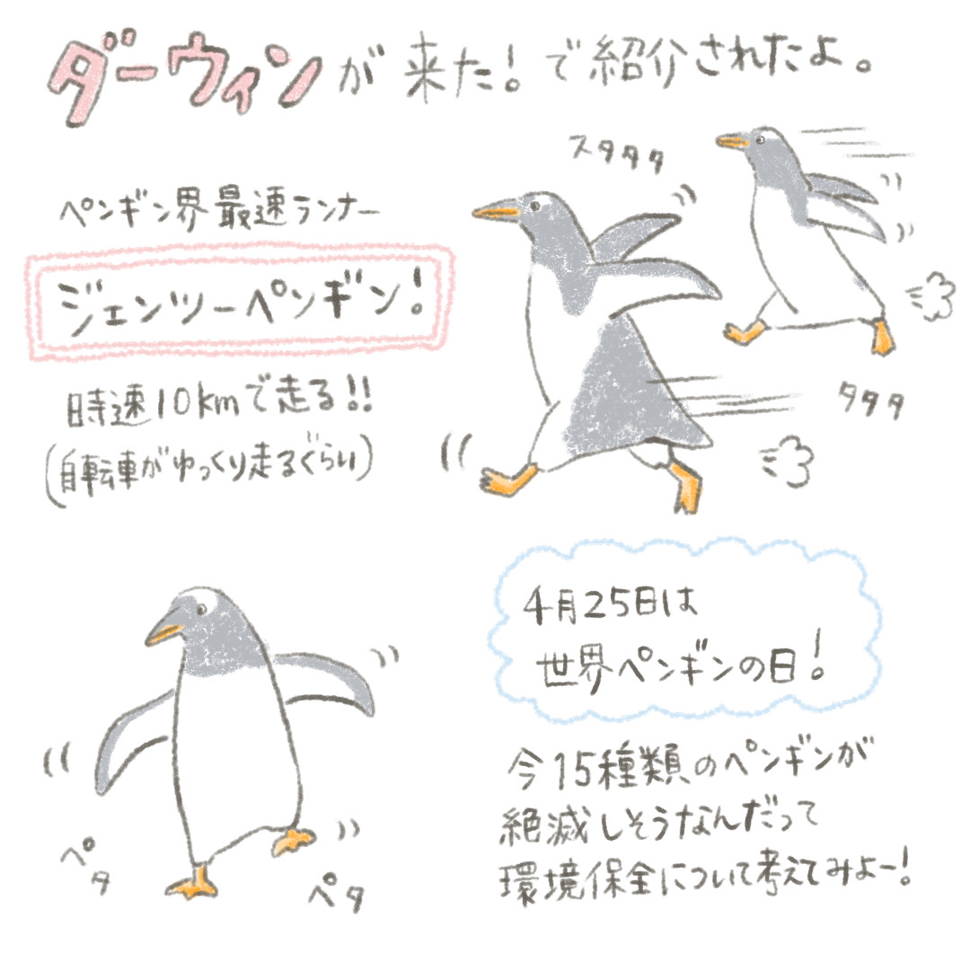 4月25日は #世界ペンギンの日 

ということで、先週の #ダーウィンが来た で紹介された
#ジェンツーペンギン を描きました

世界中のペンギンたちが幸せに暮らせますように。

#イラスト好きな人と繋がりたい 
#イラスト
#鳥が好き 