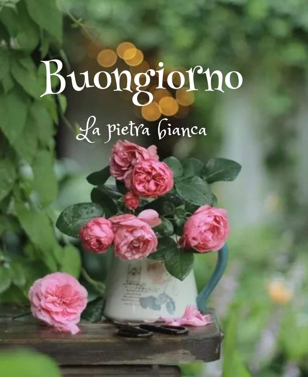 Donatella Fumagalli on Twitter: "Buona Domenica, fiorita e colorata, cara  Maria Lea, per te e per tutti… https://t.co/4gFtbwOZq3"