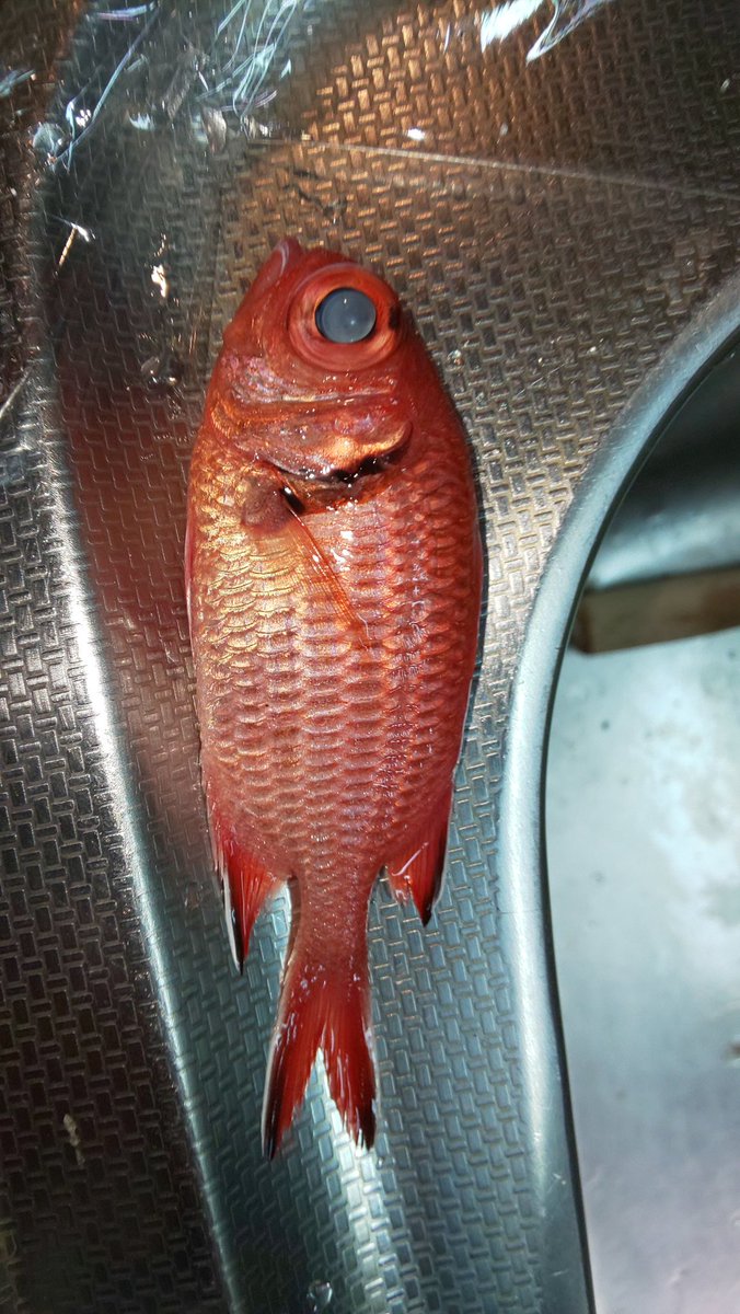 ট ইট র 蟹航戦 そもそも赤い魚でしか無いから種類まで分からん 釣れとるのはアカマツカサ的なやつ